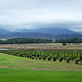 Domaine_chandon_4