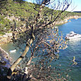 Manly_scenic_walk_34