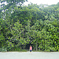 Cape Tribulation 1