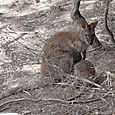 Freycinet 134